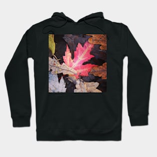 Autumnal leaf collection 2 Hoodie